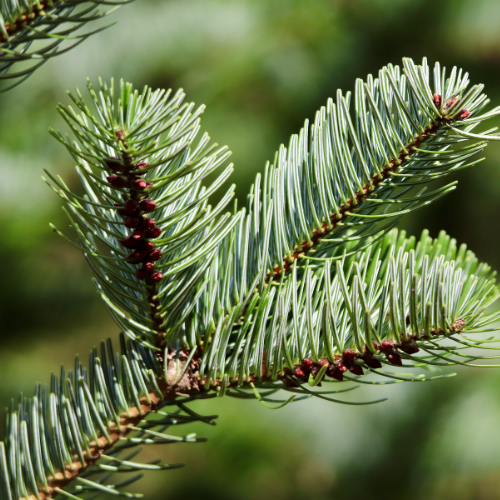 Conifer Trees for Sale | Evergreen Trees | Alba Trees  Alba Trees