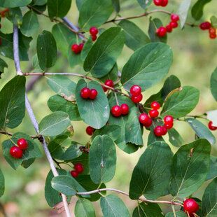 Alder Buckthorn (Rhamnus frangula)