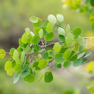 Aspen (Populus tremula)