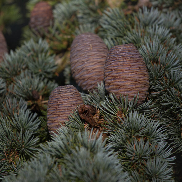 Atlas Cedar (Cedrus atlantica)