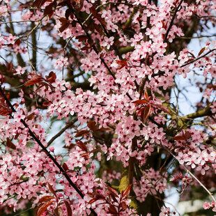 Cherry Plum (Prunus cerasifera)