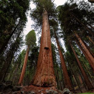 Coastal Redwood (Sequoia sempervirens)