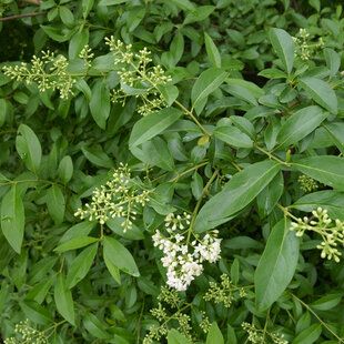 Common Privet (Ligustrum vulgare)