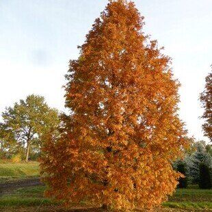 Dawn Redwood (Metasequoia glyptostroboides)