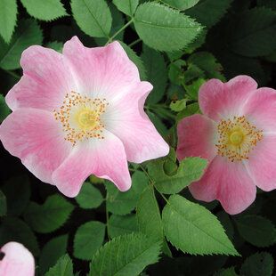 Dog Rose Hedging Plant (Rosa Canina)
