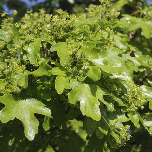 Field maple (Acer campestre)