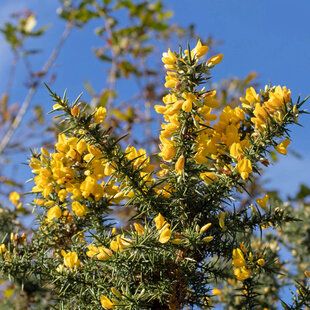 Gorse Hedging Plant (Ulex Europaeus)
