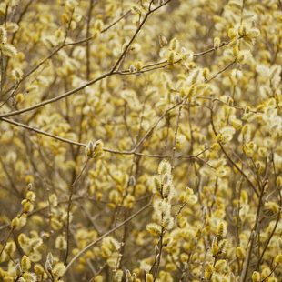 Grey Willow (Salix cinerea)