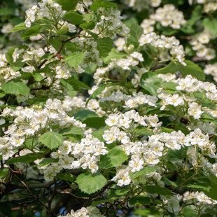 Hawthorn (Crataegus monogyna)
