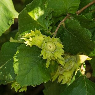 Hazel (Corylus avellana)