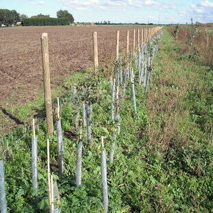 60cm Hedge Spiral Guard and Stake Protection Pack