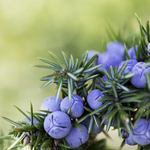 Juniper (Juniperus communis)