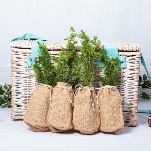 JUNIPER – WEDDING FAVOUR