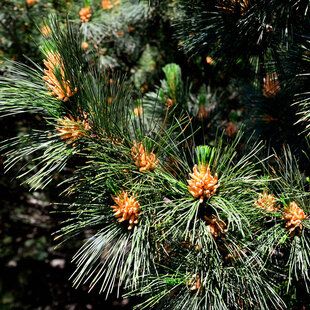 Macedonian Pine (Pinus peuce)