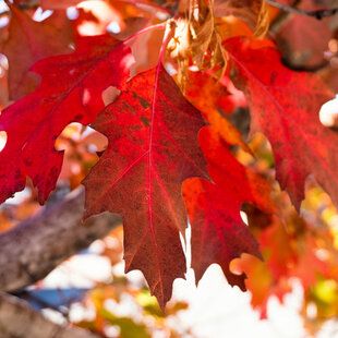 Red Oak (Quercus rubra)