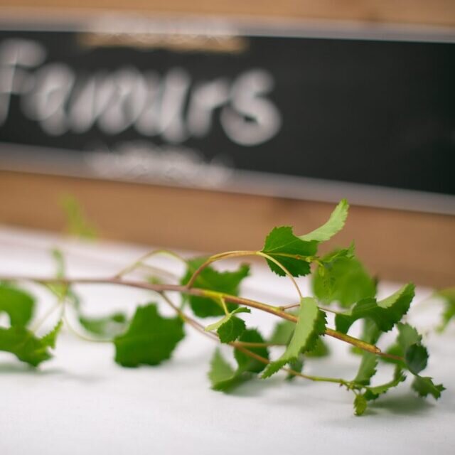 SILVER BIRCH – WEDDING FAVOUR