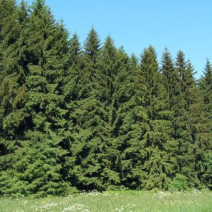 Sitka Spruce (Picea sitchensis)