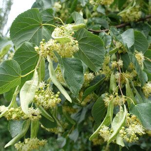 Small-Leaved Lime (Tilia cordata)