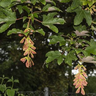 Sycamore (Acer pseudoplatanus)