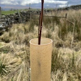 TERRA 75cm Biodegradable Tree Shelter Tube