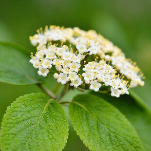 Wayfaring Tree (Viburnum lantana)