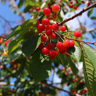 Wild Cherry (Prunus avium)