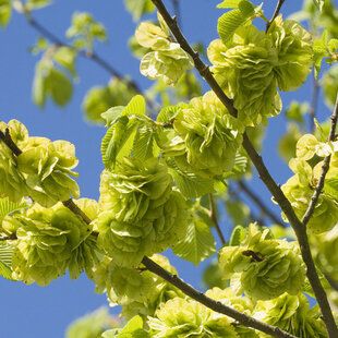 Wych Elm (Ulmus glabra)