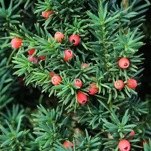 Yew (Taxus baccata)