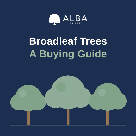 Broadleaf Trees Buying Guide
