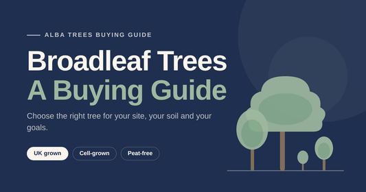 Broadleaf Trees Buying Guide