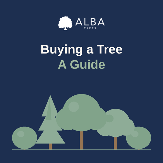 A Guide To Buying A Tree