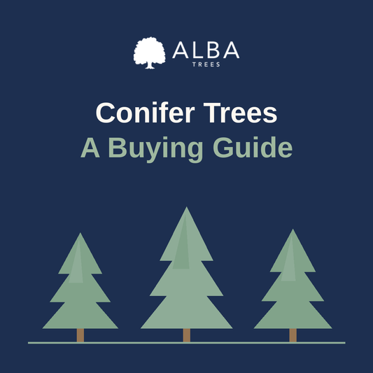 Conifer Trees Buying Guide