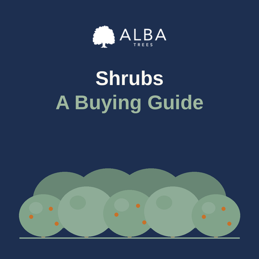 Shrubs Buying Guide