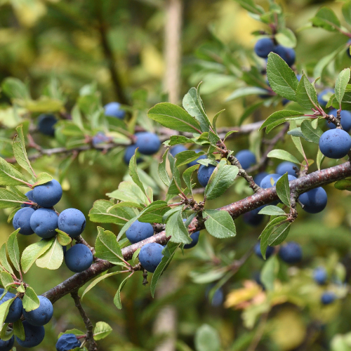 Alba Trees | Trees & Hedging for Homes, Trade & Landscapers – Alba Trees
