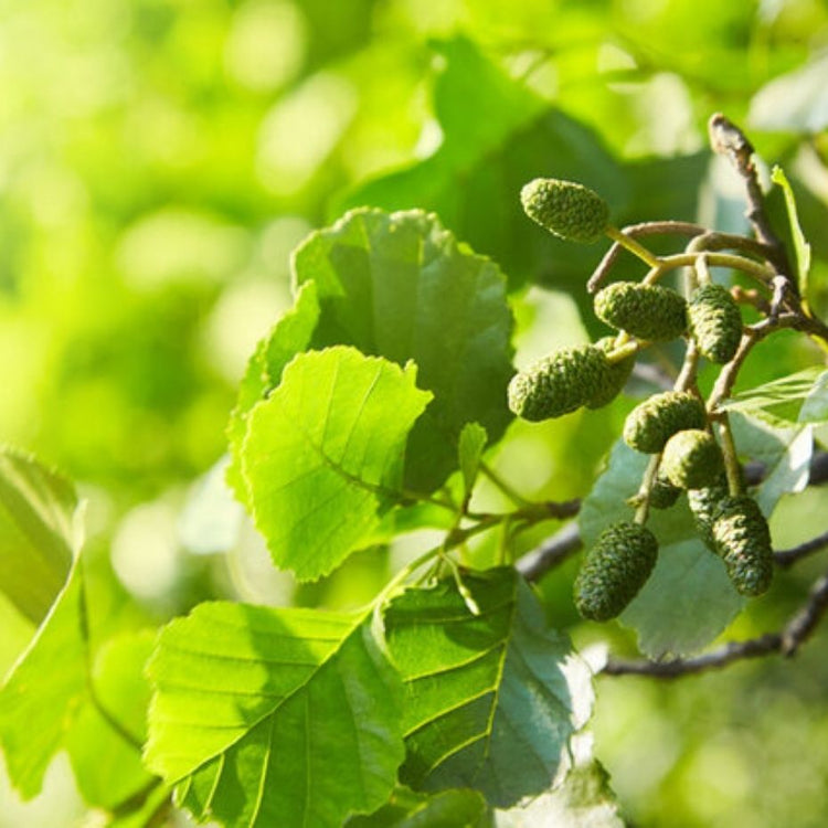 Alder Trees