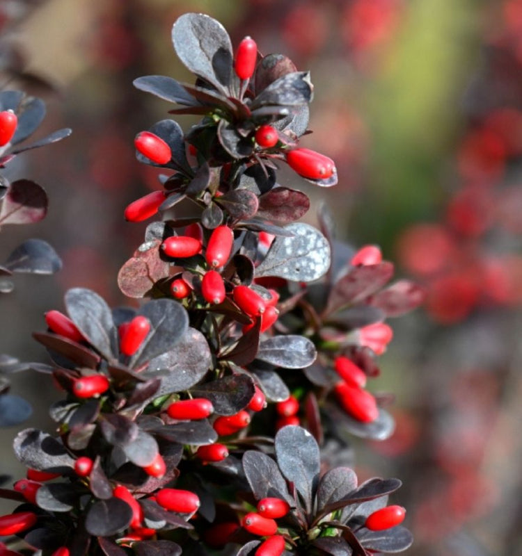 Barberry Shrubs