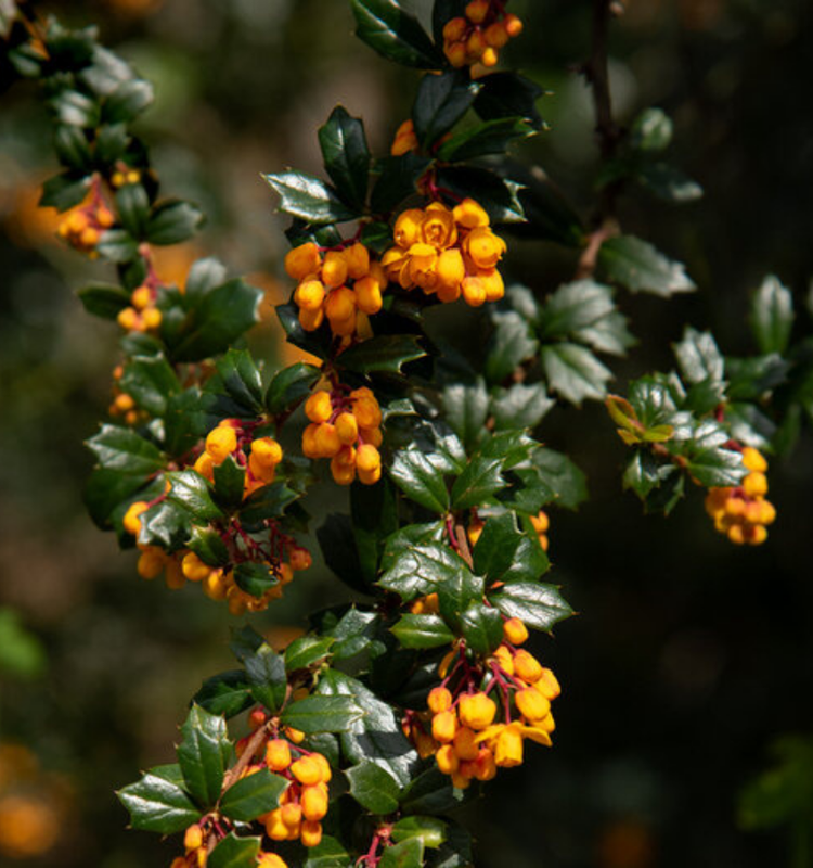 Barberry Shrubs