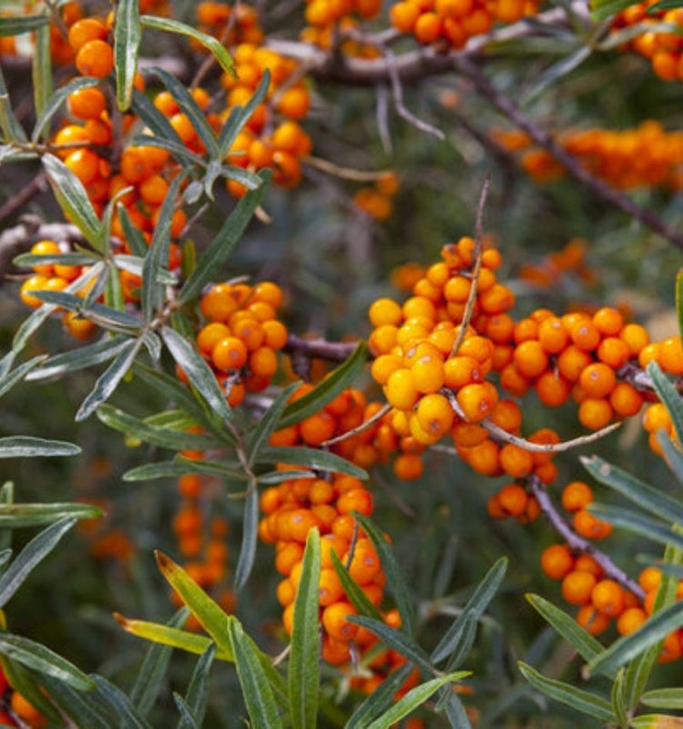 Buckthorn Shrubs