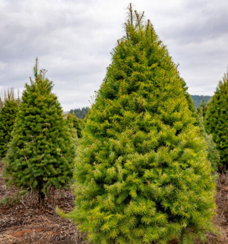 Fir Trees
