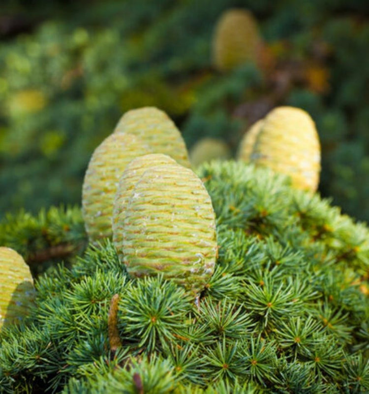 Cedar Trees