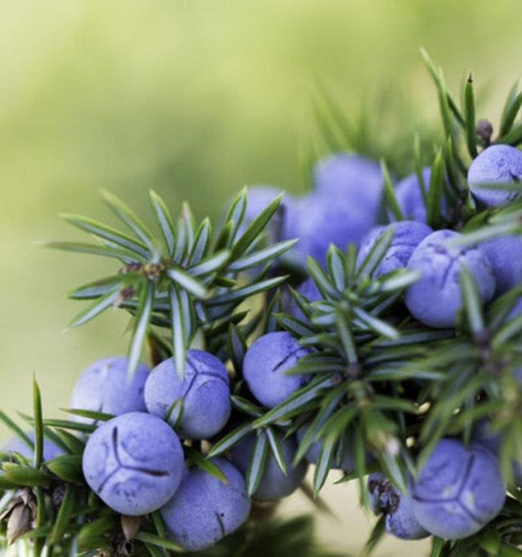 Specialist Conifers