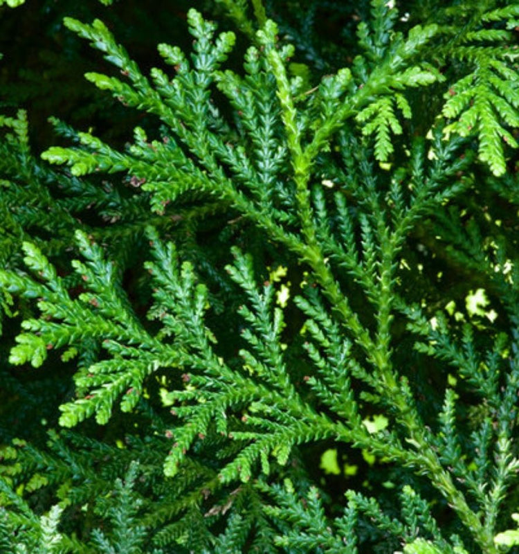 Cypress Trees