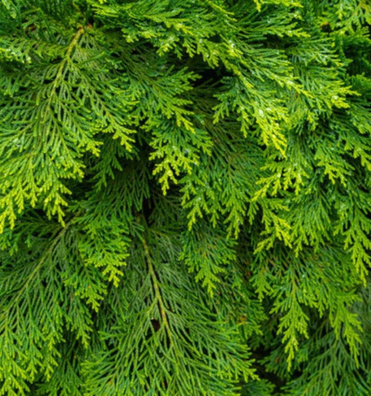Evergreen Hedging