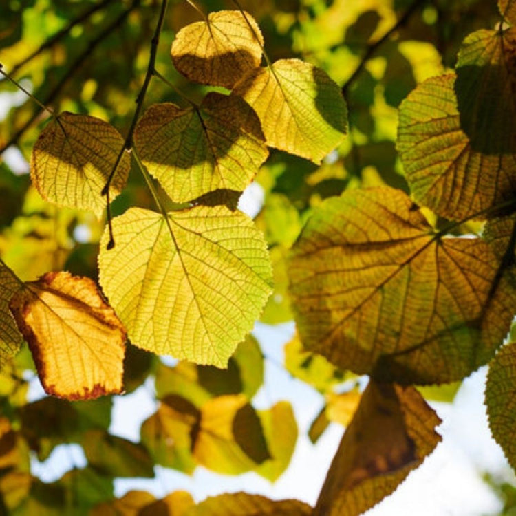 Lime Trees