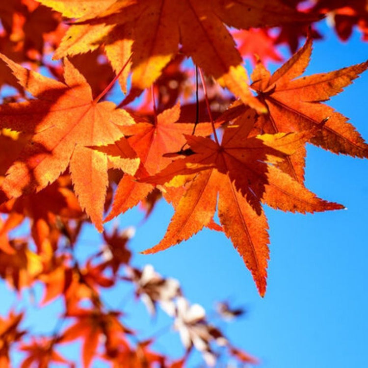 Maple Trees