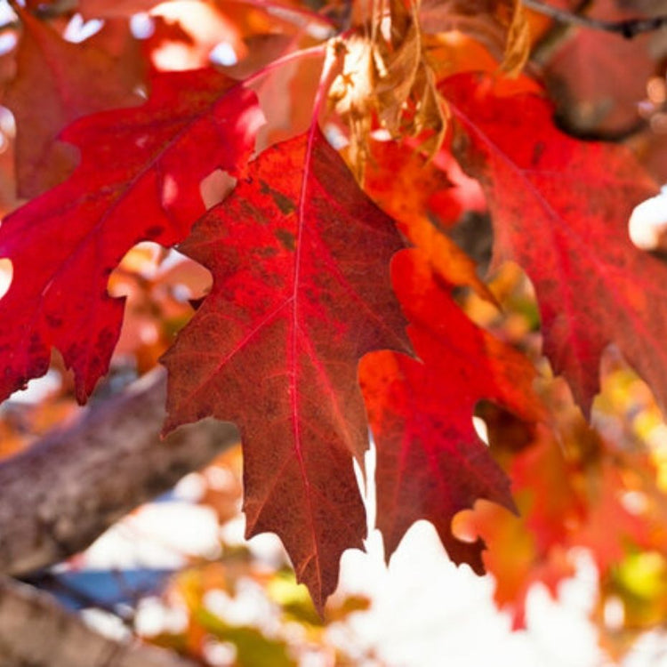 Oak Trees