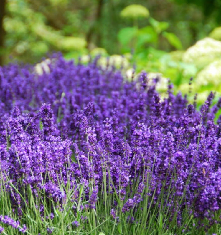 Ornamental Garden Shrubs
