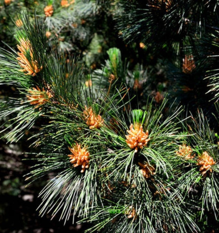 Pine Trees