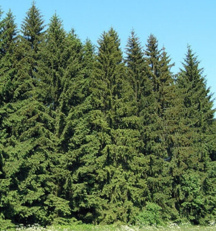 Spruce Trees