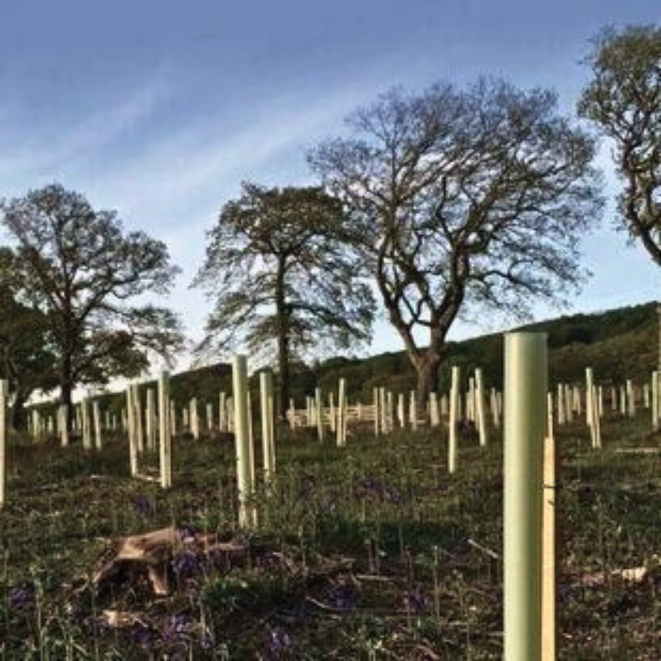 Tree Protection | Tree Planting Supplies | Alba Trees – Alba Trees